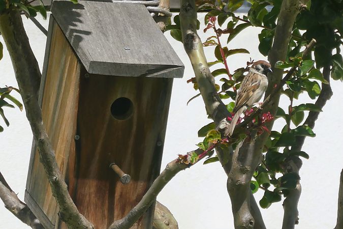 Moineau friquet 