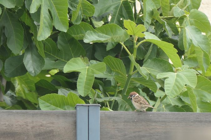 Moineau friquet 