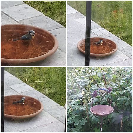 Mésange bleue 