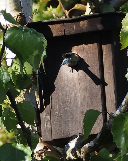 Mésange bleue 