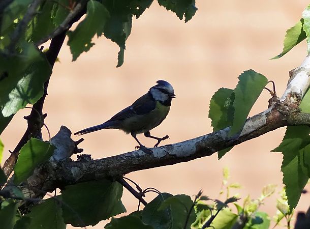Mésange bleue 
