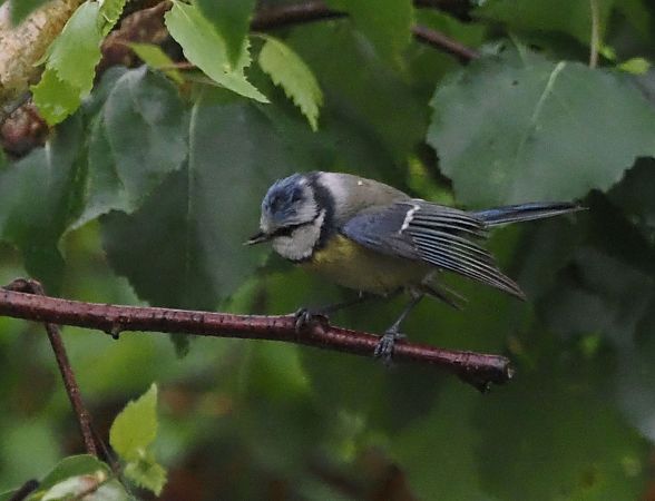 Mésange bleue 