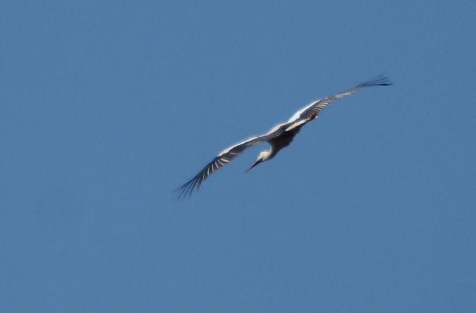 Cigogne blanche 