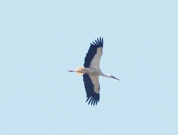 Cigogne blanche 