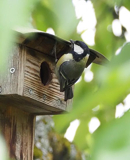 Mésange charbonnière 