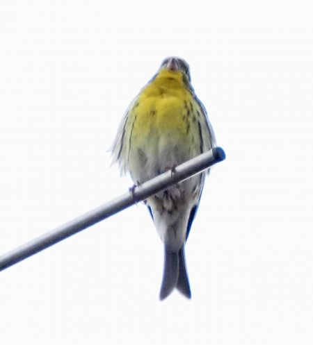 Serin cini 