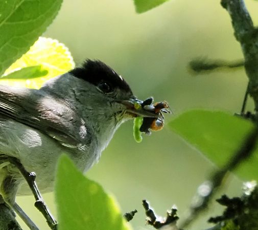 Fauvette à tête noire 