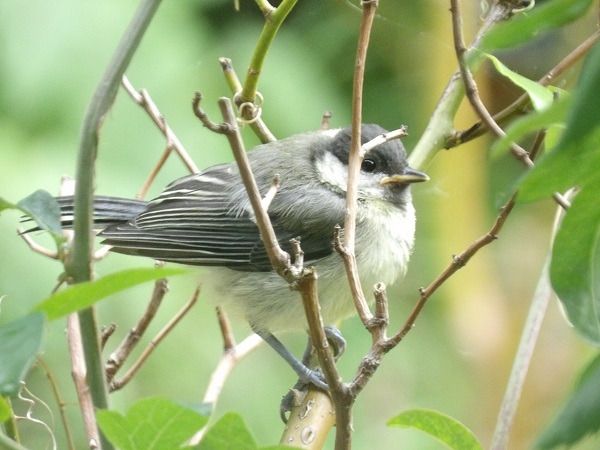 Mésange charbonnière  - Xavier Terrassier
