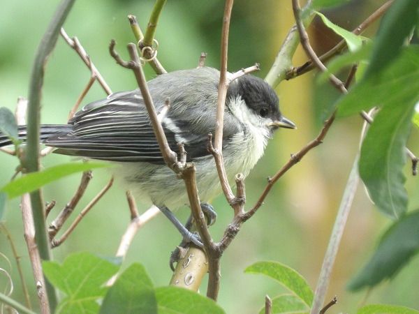 Mésange charbonnière  - Xavier Terrassier