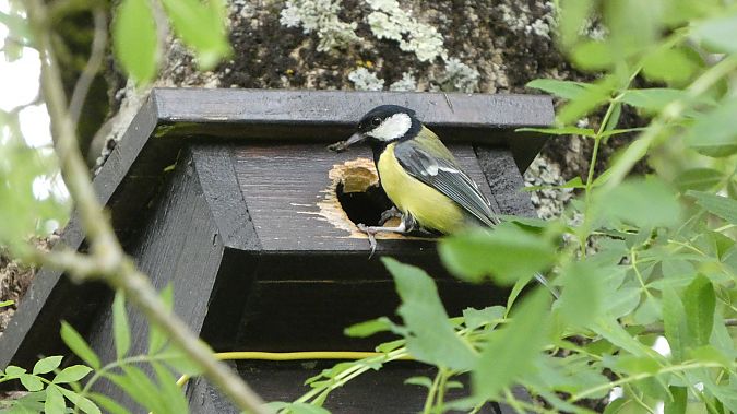 Mésange charbonnière 