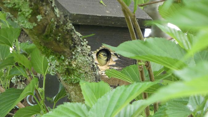 Mésange bleue 