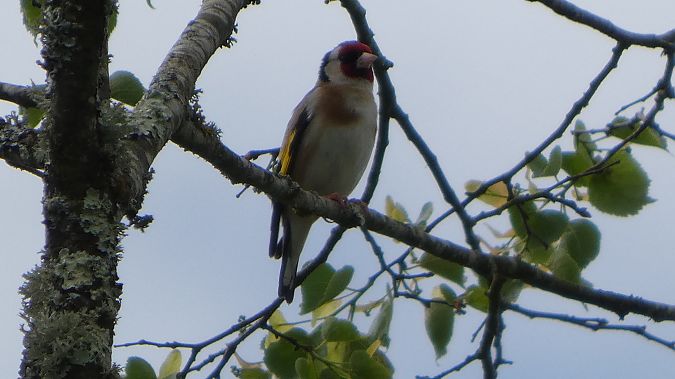 Chardonneret élégant 