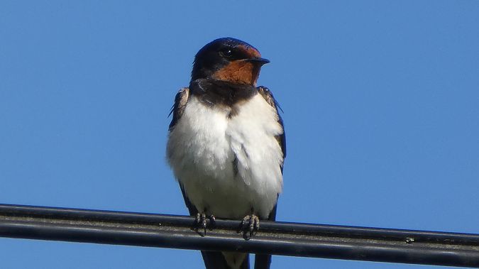 Hirondelle rustique 