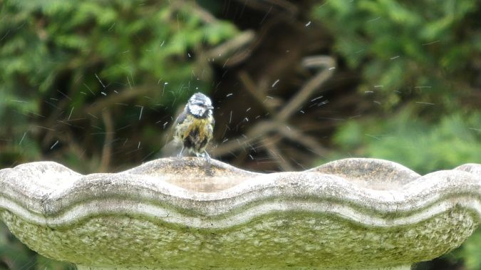 Mésange bleue 