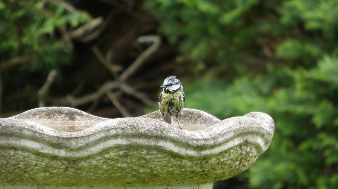 Mésange bleue 