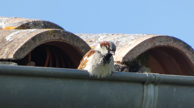 Moineau domestique 