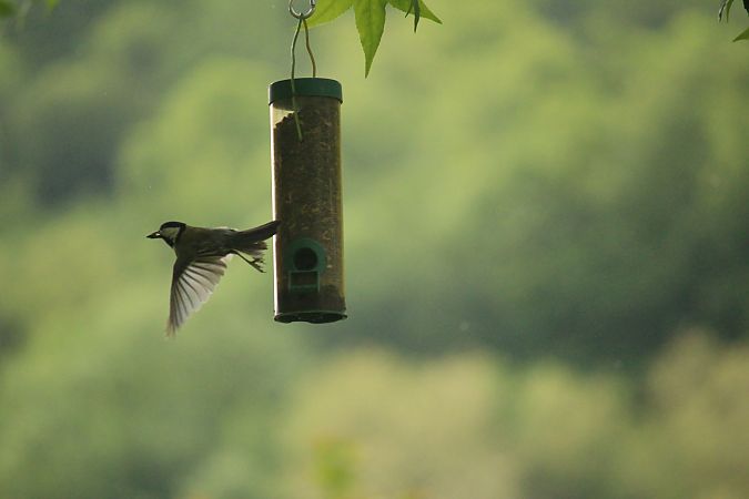 Mésange charbonnière  - Jaime Bompart Cireau