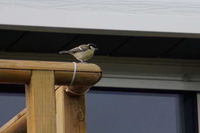 Mésange charbonnière  - Séverine Czn