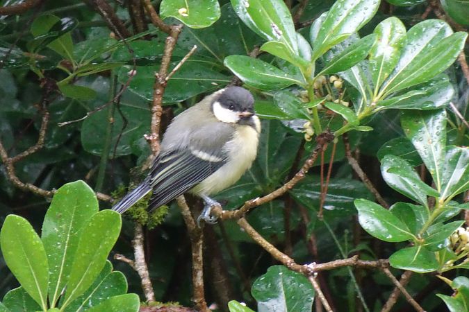 Mésange charbonnière 