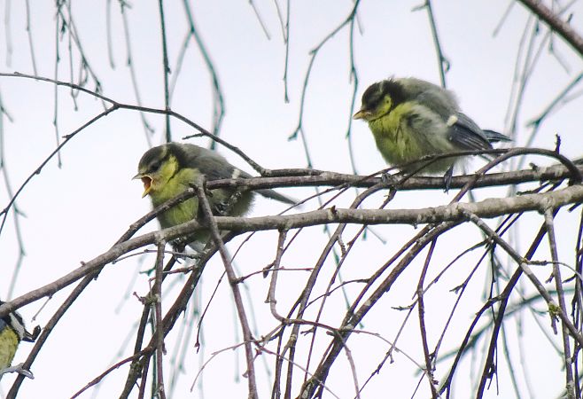 Mésange bleue 