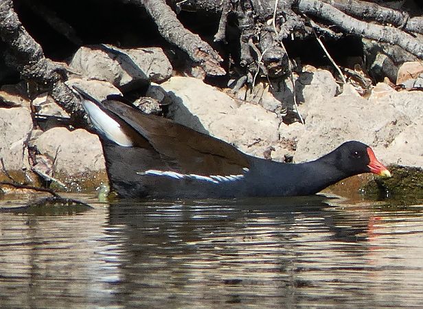 Gallinule poule-d'eau  - Magali Hivert