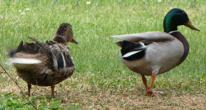 Canard colvert  - Magali Hivert