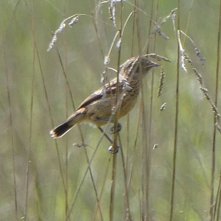 Oiseau indéterminé  - Magali Hivert
