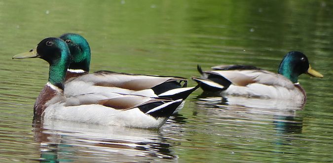 Canard colvert  - Magali Hivert