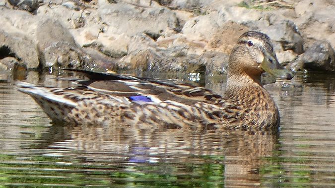 Canard colvert  - Magali Hivert