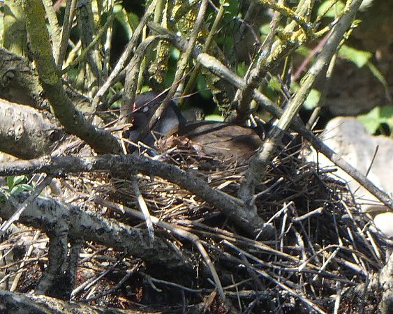 Gallinule poule-d'eau  - Magali Hivert