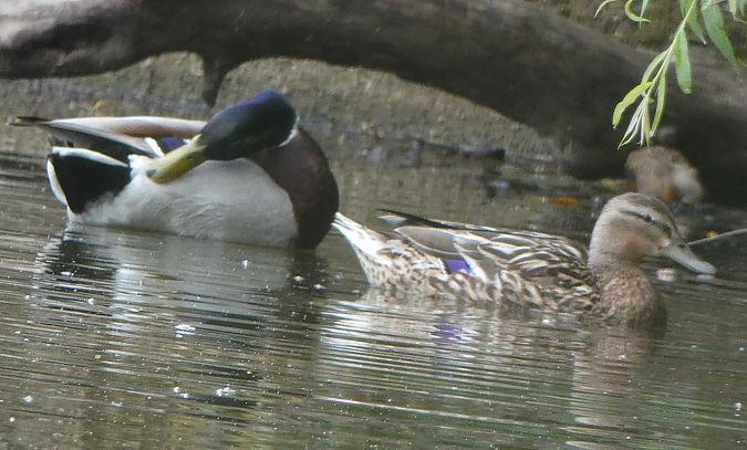 Canard colvert  - Magali Hivert