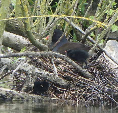 Gallinule poule-d'eau  - Magali Hivert