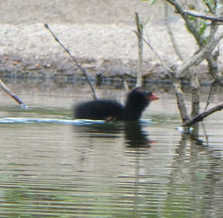 Gallinule poule-d'eau  - Magali Hivert