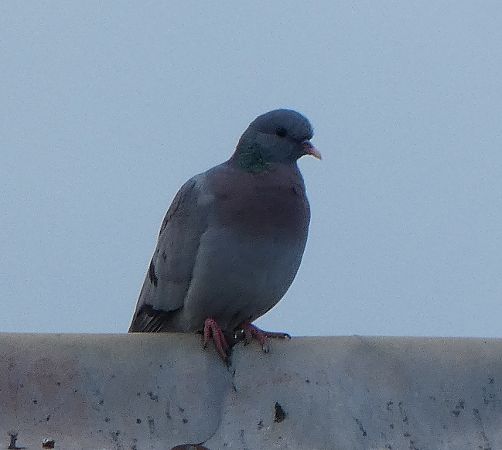 Pigeon colombin  - Magali Hivert