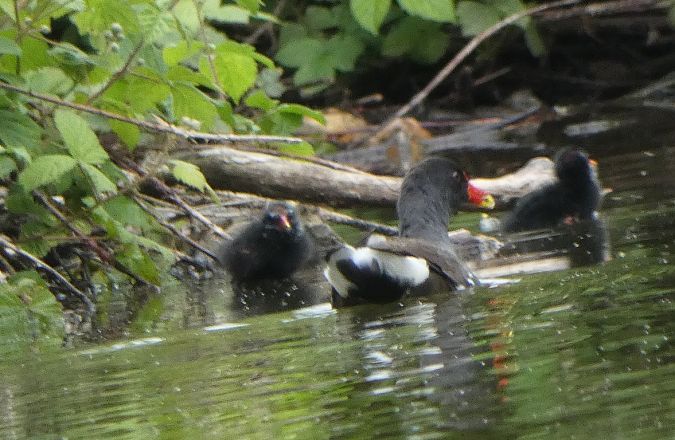 Gallinule poule-d'eau  - Magali Hivert