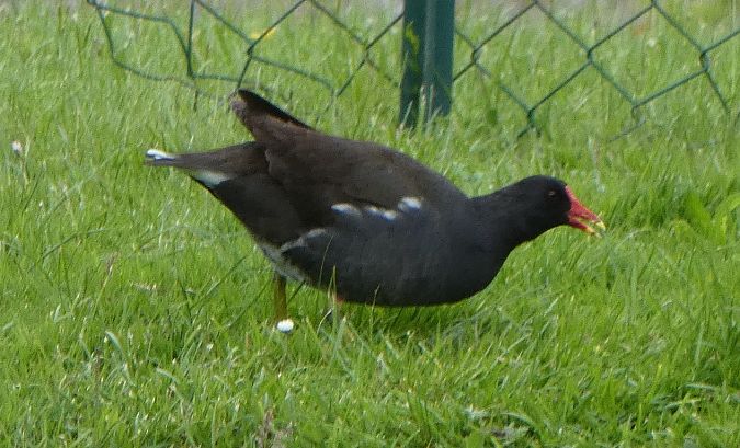 Gallinule poule-d'eau  - Magali Hivert