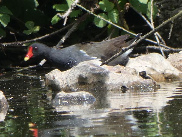 Gallinule poule-d'eau  - Magali Hivert