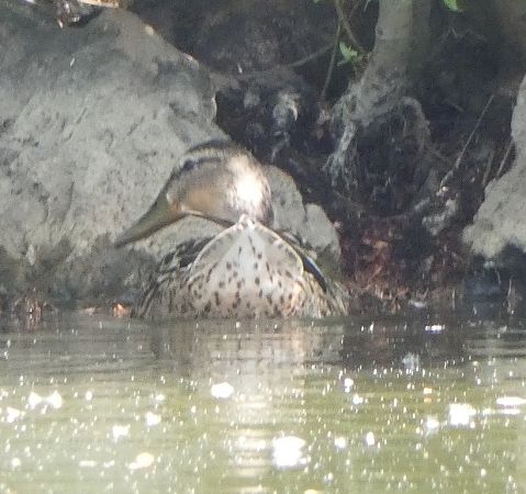 Canard colvert  - Magali Hivert