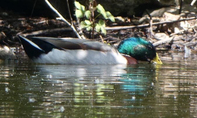 Canard colvert  - Magali Hivert