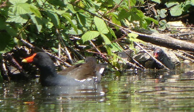 Gallinule poule-d'eau  - Magali Hivert