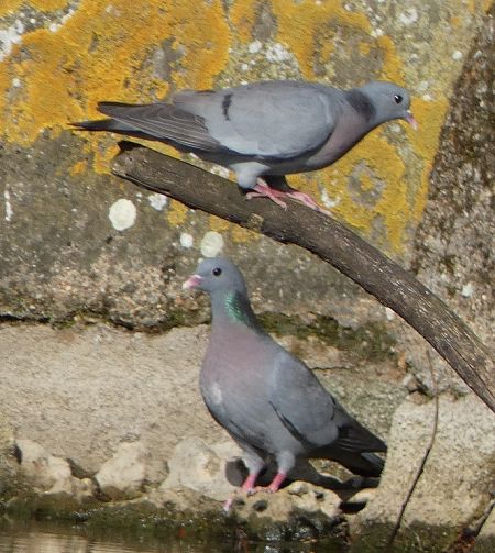 Pigeon colombin  - Magali Hivert