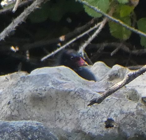 Gallinule poule-d'eau  - Magali Hivert