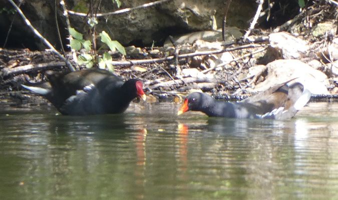 Gallinule poule-d'eau  - Magali Hivert