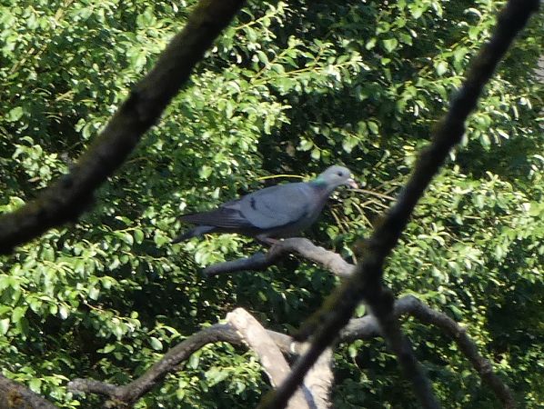Pigeon colombin  - Magali Hivert
