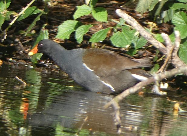 Gallinule poule-d'eau  - Magali Hivert