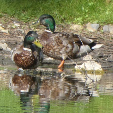 Canard colvert  - Magali Hivert