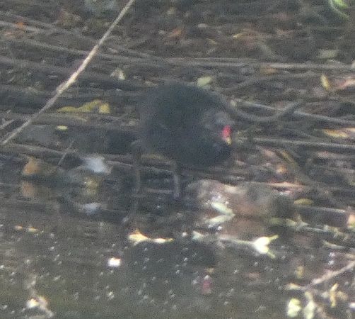 Gallinule poule-d'eau  - Magali Hivert