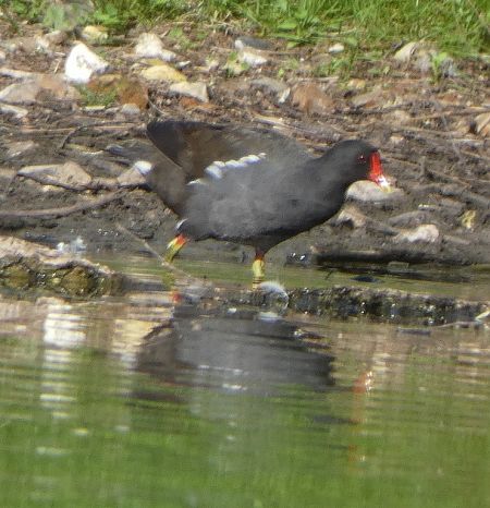 Gallinule poule-d'eau  - Magali Hivert