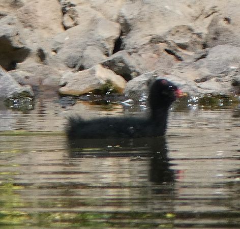 Gallinule poule-d'eau  - Magali Hivert
