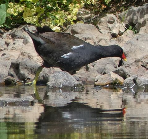 Gallinule poule-d'eau  - Magali Hivert